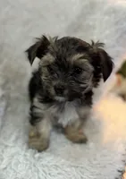 Chance, a male Morkie for sale in Peculiar, MO – Photo 2 of 8