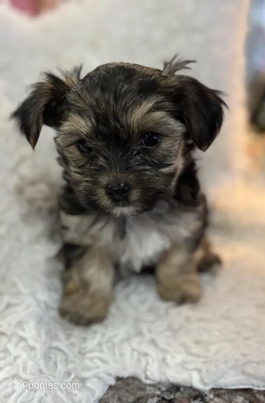 Chance – Morkie puppy for sale in Peculiar, MO
