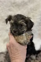 Chance, a male Morkie for sale in Peculiar, MO – Photo 7 of 8