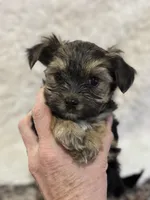 Chance, a male Morkie for sale in Peculiar, MO – Photo 8 of 8