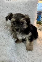 Chance, a male Morkie for sale in Peculiar, MO – Photo 6 of 8