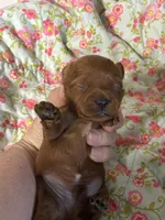 Charlie , a male Cavapoo and Poodle - Toy  for sale in Peculiar, MO – 4 of 4