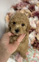 Silas, a male Maltipoo and Poodle - Toy  for sale in Peculiar, MO – 3 of 8