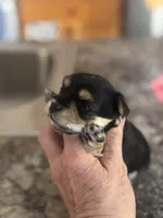 Rocket , a male Yorkshire Terrier and Morkie for sale in Peculiar, MO – 4 of 4