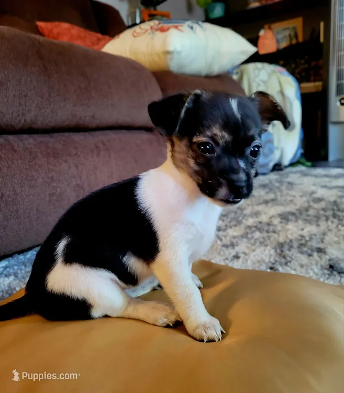 Basil – Chorkie, Malchi puppy for sale in Nashua, NH