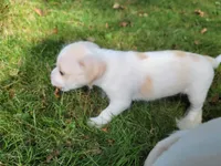 Millie, a female Chorkie and Malchi for sale in Nashua, NH – 4 of 8