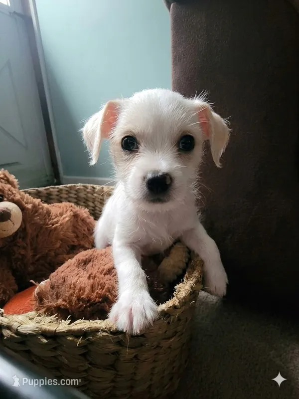 Millie – Chorkie, Malchi puppy for sale in Nashua, NH