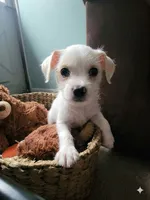 Millie, a female Chihuahua and Yorkshire Terrier for sale in Nashua, NH – 1 of 10