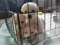 Millie, a female Chorkie and Malchi for sale in Nashua, NH – 7 of 8