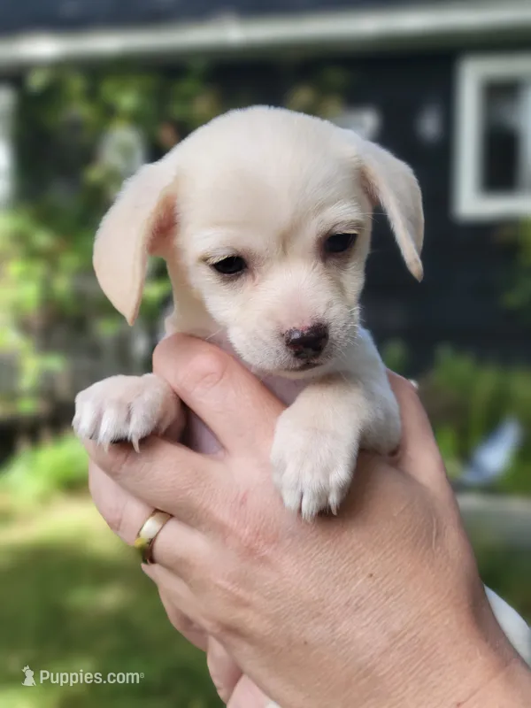 Clementine – Chihuahua, Yorkshire Terrier puppy for sale in Nashua, NH