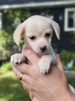 Clementine, a female Chorkie and Malchi for sale in Nashua, NH – 3 of 6