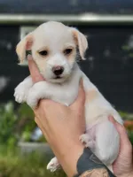 Millie, a female Chorkie and Malchi for sale in Nashua, NH – 3 of 8