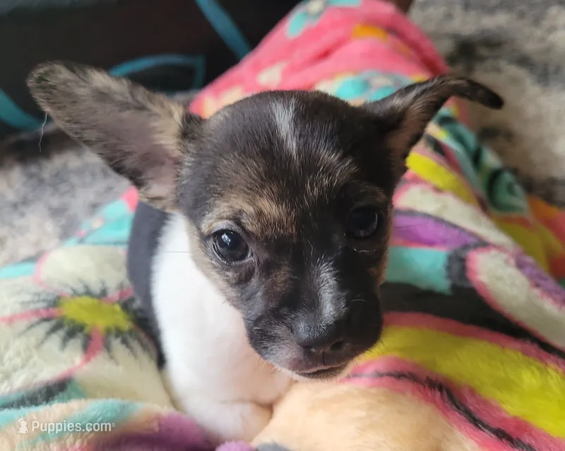 Basil – Chihuahua, Yorkshire Terrier puppy for sale in Nashua, NH