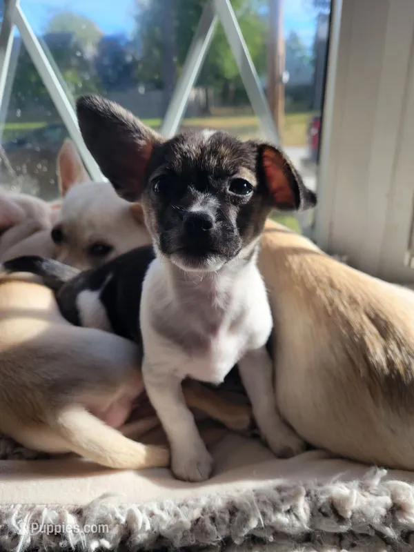 Basil – Chihuahua, Yorkshire Terrier puppy for sale in Nashua, NH