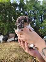 Basil, a female Chorkie and Malchi for sale in Nashua, NH – 3 of 8