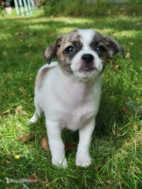 Bear – Chorkie, Malchi puppy for sale in Nashua, NH