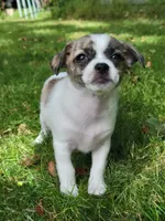 Bear, a male Chorkie and Malchi for sale in Nashua, NH – 1 of 8