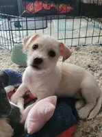 Millie, a female Chihuahua and Yorkshire Terrier for sale in Nashua, NH – 7 of 10