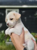 Millie, a female Chorkie and Malchi for sale in Nashua, NH – 2 of 8