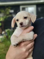Clementine, a female Chorkie and Malchi for sale in Nashua, NH – 2 of 6