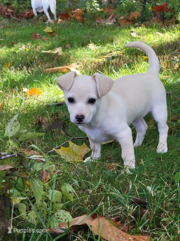 Clementine – Chihuahua, Yorkshire Terrier puppy for sale in Nashua, NH