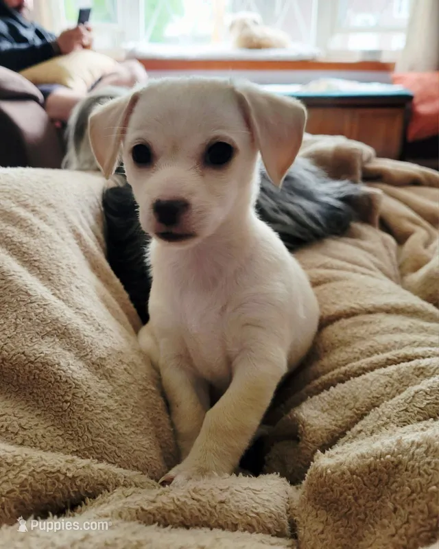 Clementine – Chorkie, Malchi puppy for sale in Nashua, NH