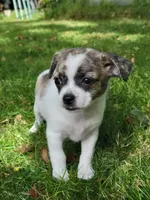 Bear, a male Chorkie and Malchi for sale in Nashua, NH – 2 of 8