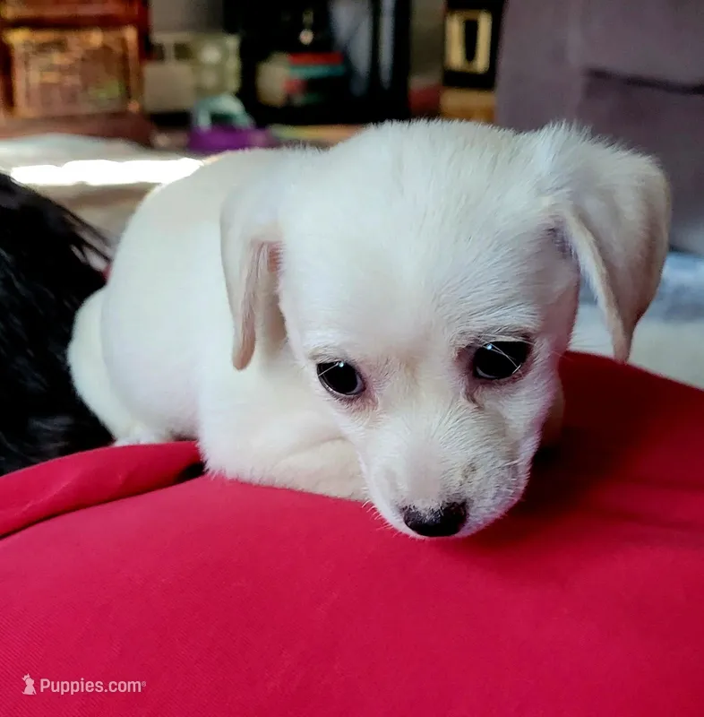 Clementine – Chorkie, Malchi puppy for sale in Nashua, NH