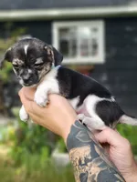 Basil, a female Chorkie and Malchi for sale in Nashua, NH – 2 of 8