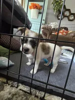 Bear, a male Chorkie and Malchi for sale in Nashua, NH – 6 of 8