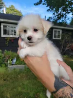 Buddy, a male Chorkie and Malchi for sale in Nashua, NH – 3 of 7