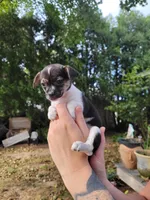 Basil, a female Chorkie and Malchi for sale in Nashua, NH – 4 of 8