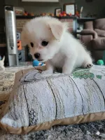 Buddy, a male Chihuahua and Yorkshire Terrier for sale in Nashua, NH – 7 of 10