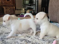 Clementine, a female Chorkie and Malchi for sale in Nashua, NH – 6 of 6