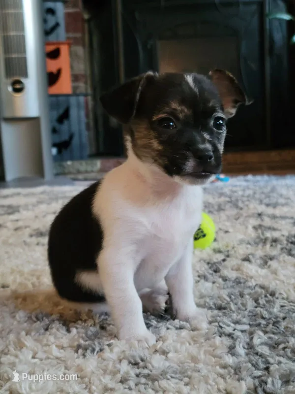 Basil – Chorkie, Malchi puppy for sale in Nashua, NH