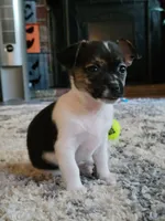 Basil, a female Chihuahua and Yorkshire Terrier for sale in Nashua, NH – 3 of 10