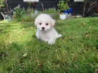 Buddy, a male Chorkie and Malchi for sale in Nashua, NH – 2 of 7
