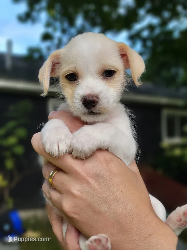 Millie – Chorkie, Malchi puppy for sale in Nashua, NH