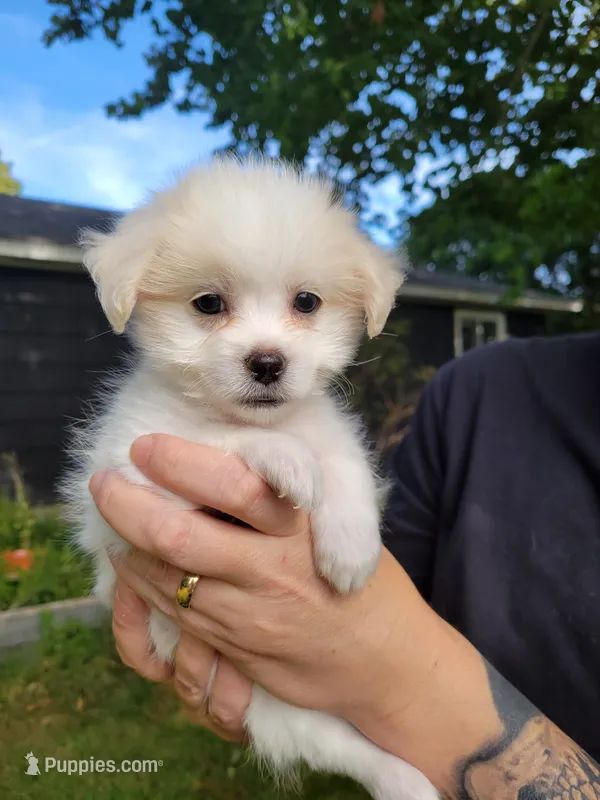 Buddy – Chorkie, Malchi puppy for sale in Nashua, NH