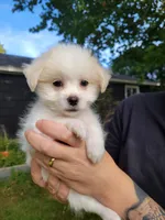 Buddy, a male Chorkie and Malchi for sale in Nashua, NH – 1 of 7