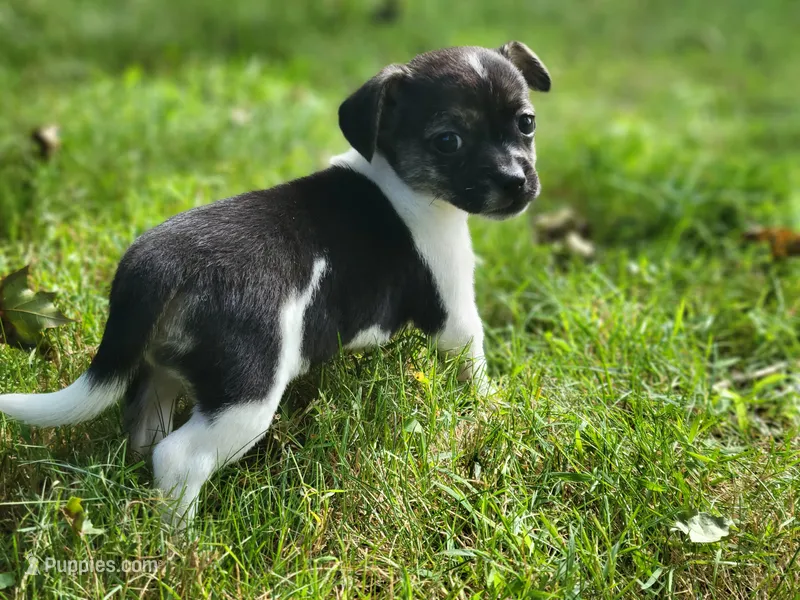 Basil – Chorkie, Malchi puppy for sale in Nashua, NH