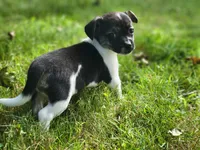 Basil, a female Chorkie and Malchi for sale in Nashua, NH – 1 of 8