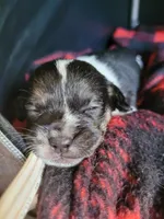 Basil, a female Chorkie and Malchi for sale in Nashua, NH – 6 of 8