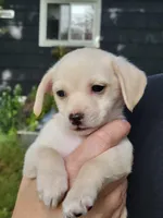 Clementine, a female Chorkie and Malchi for sale in Nashua, NH – 1 of 6