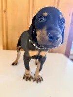 Black and Rust Male , a male Doberman Pinscher for sale in Kinston, AL – 1 of 1