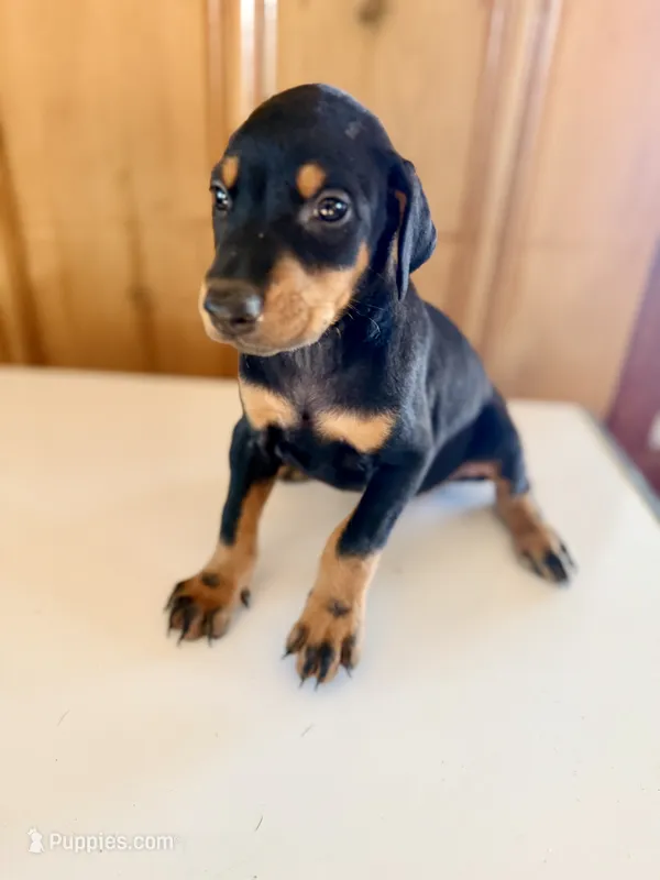AKC Black and rust female  – Doberman Pinscher puppy for sale in Kinston, AL