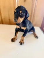 AKC Black and rust female , a female Doberman Pinscher for sale in Kinston, AL – 1 of 1