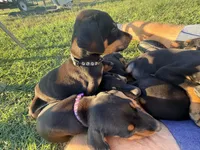 (pending)Black and Rust Male , a male Doberman Pinscher for sale in Kinston, AL – 2 of 2