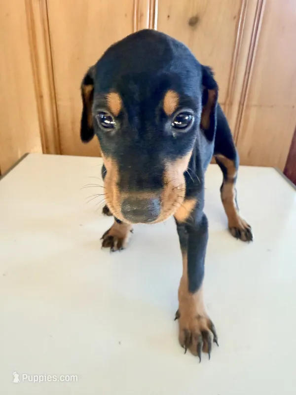 Black and Rust #3 – Doberman Pinscher puppy for sale in Kinston, AL