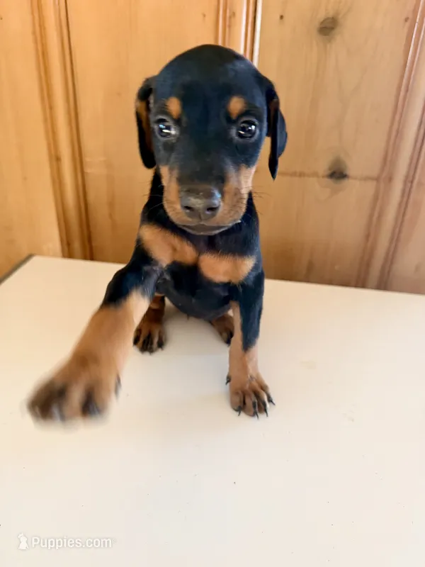 Black and Rust #4 – Doberman Pinscher puppy for sale in Kinston, AL